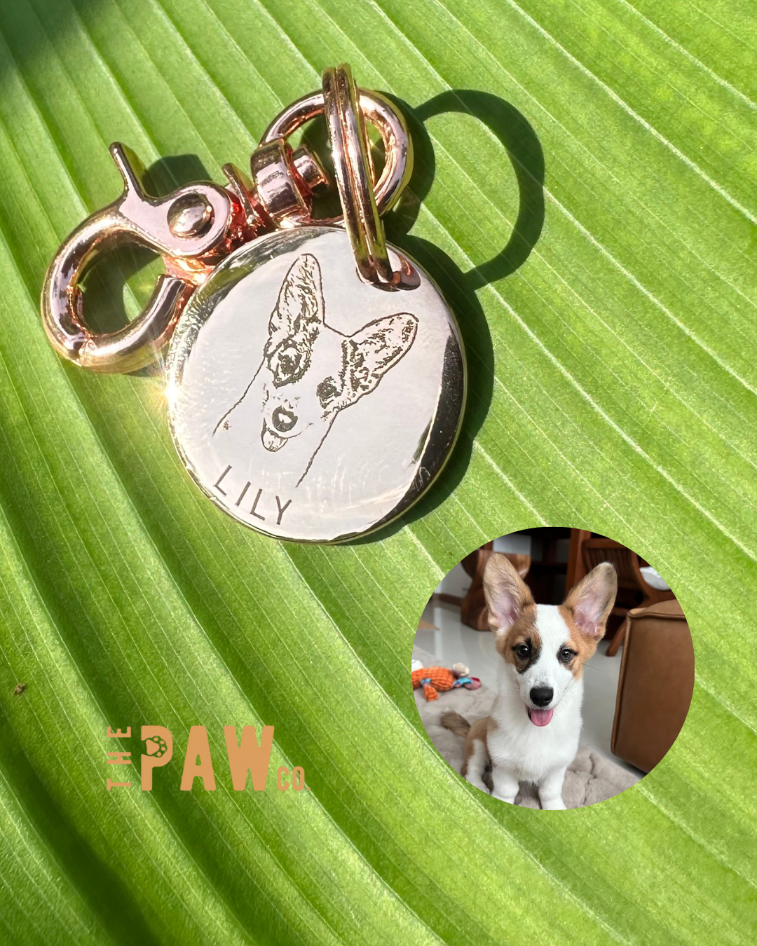 *Premium* Circle Paw Tag