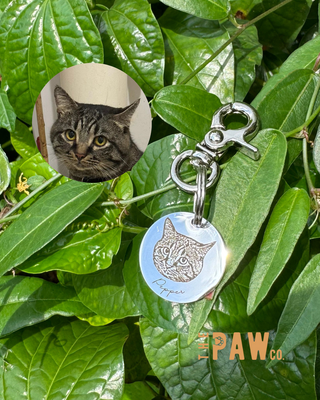 *Premium* Circle Paw Tag