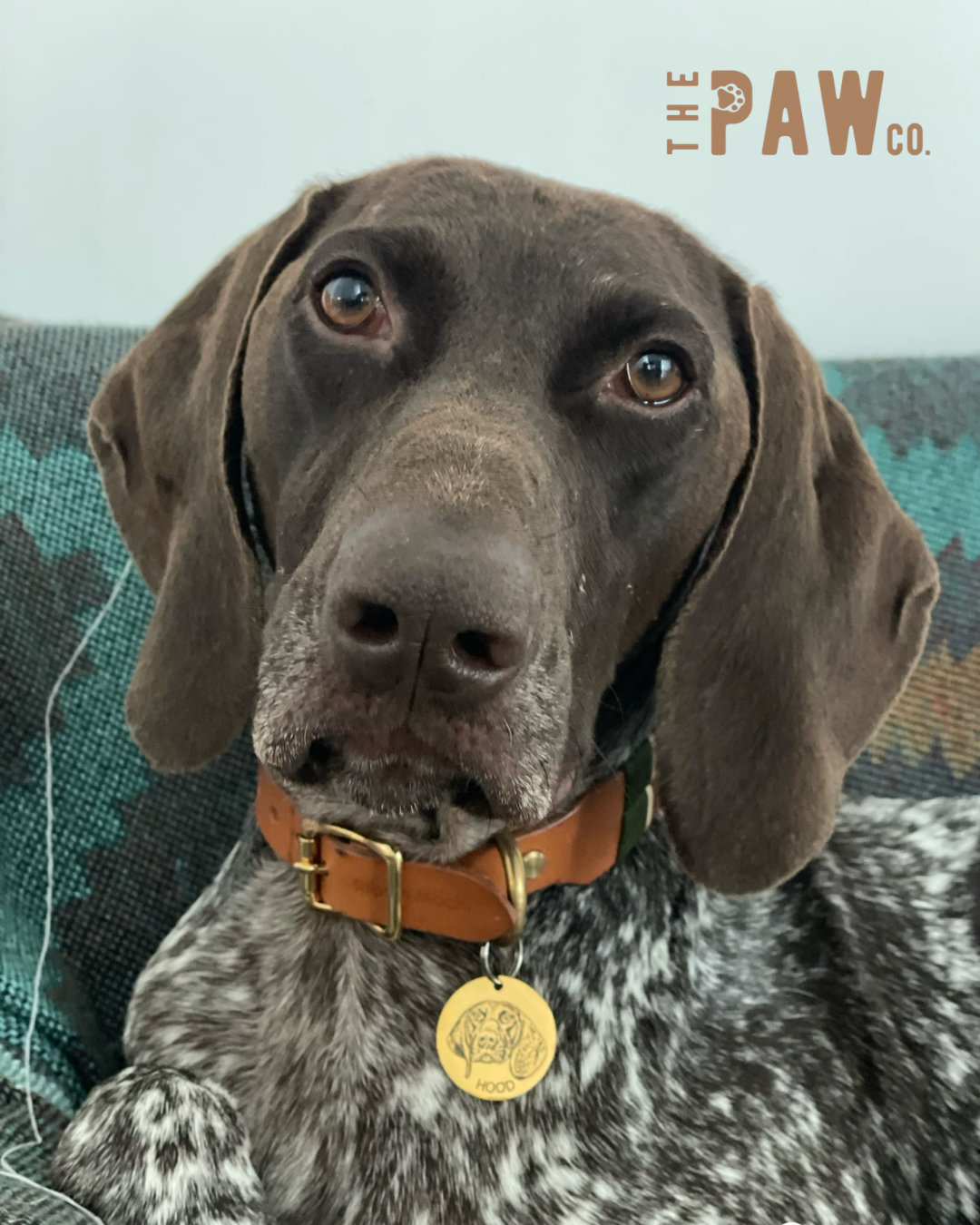 *Premium* Circle Paw Tag