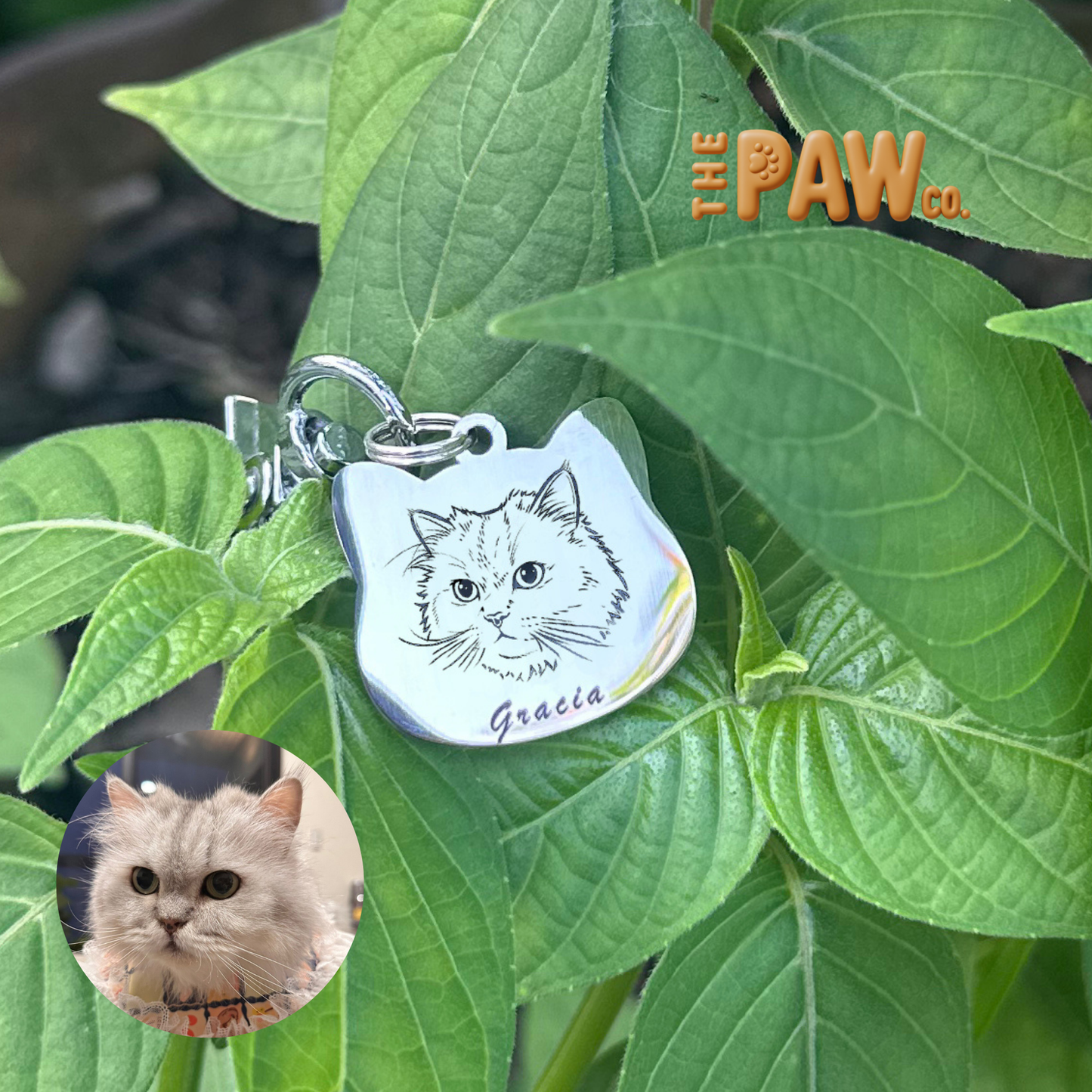 PawCo Cat