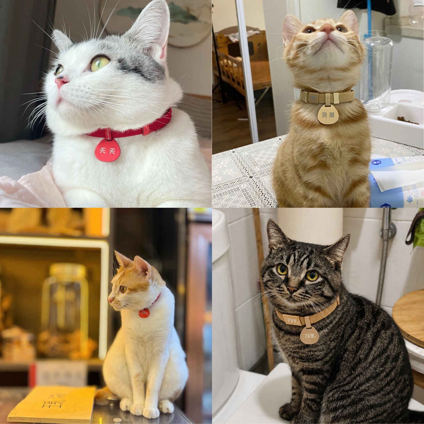 Core Cat Collar with Personalised Tag