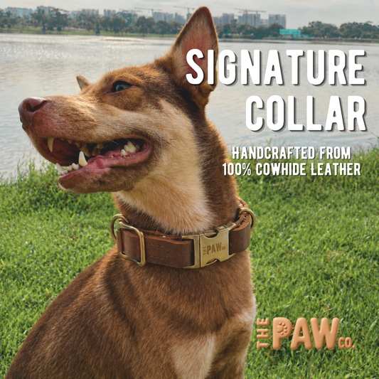 Signature Collar
