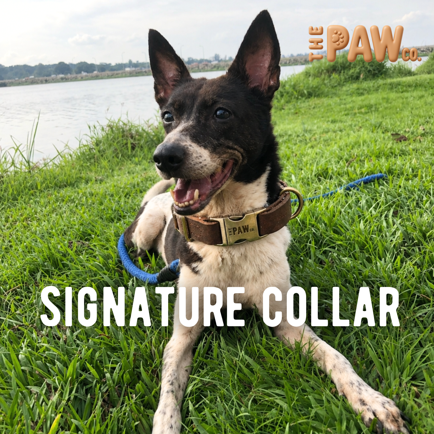Signature Collar