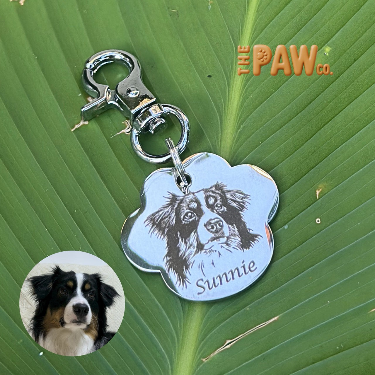 PawCo Paw